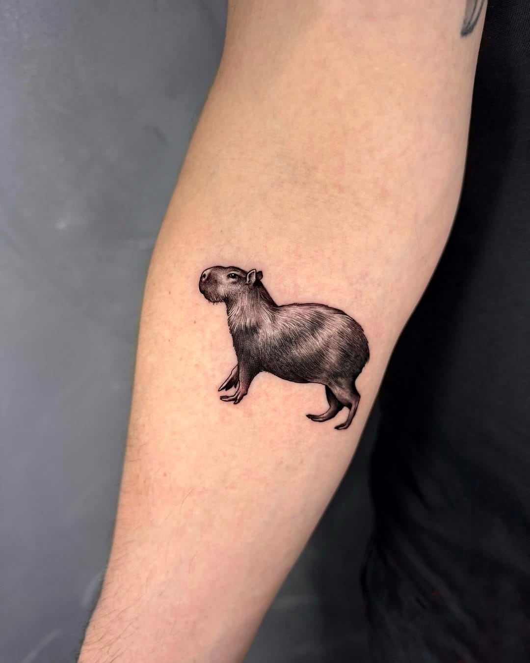 Realistic Miniature Capybara Tattoo on Forearm
