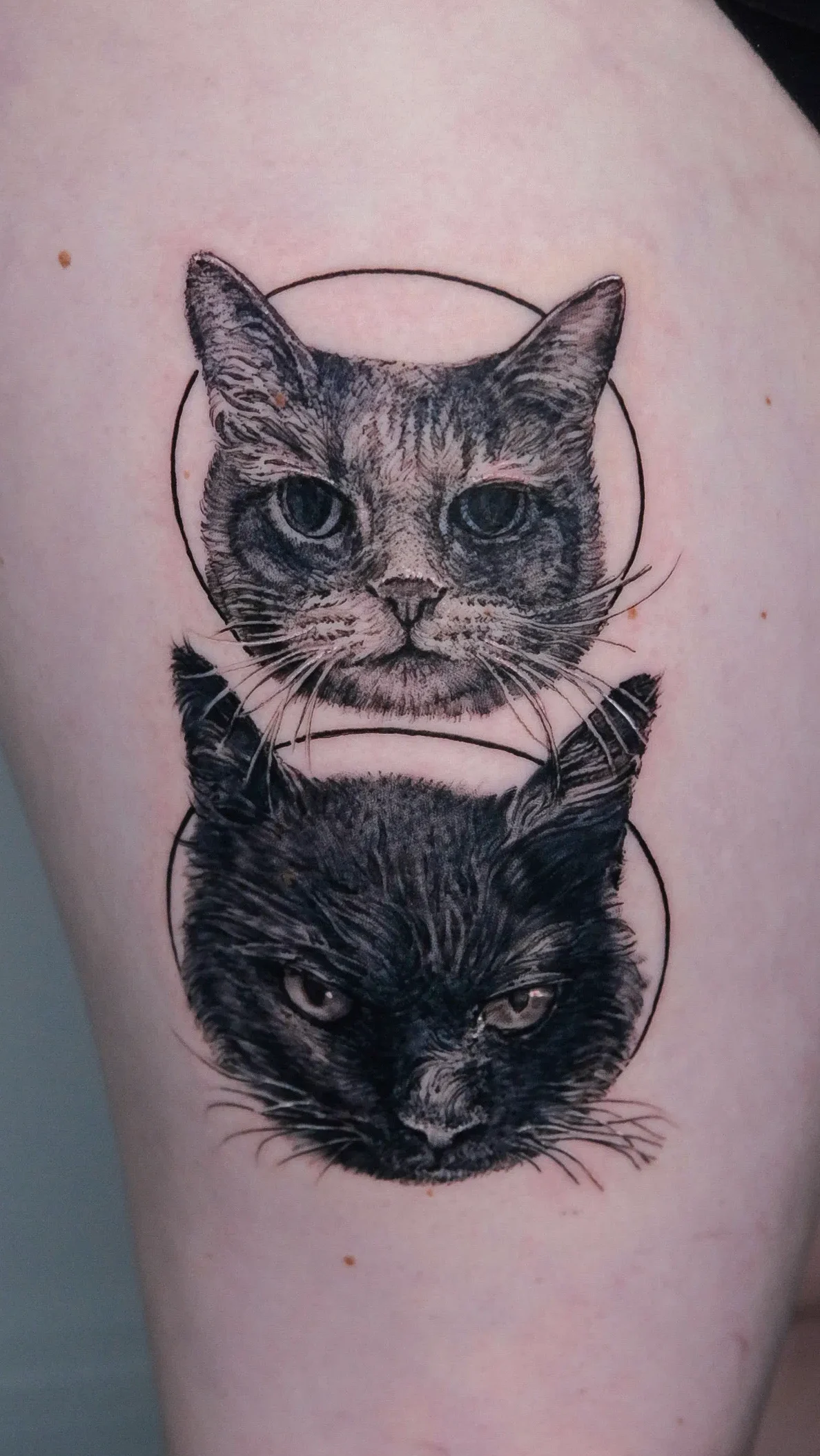 cat portrait realism tattoo la